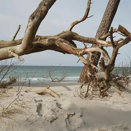 Darssmuschel Dierhagen-strand - Haus 2 アパート *